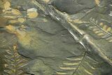 Fossil Seed Fern (Alethopteris & Pecopteris) Plate - Pennsylvania #377487-1